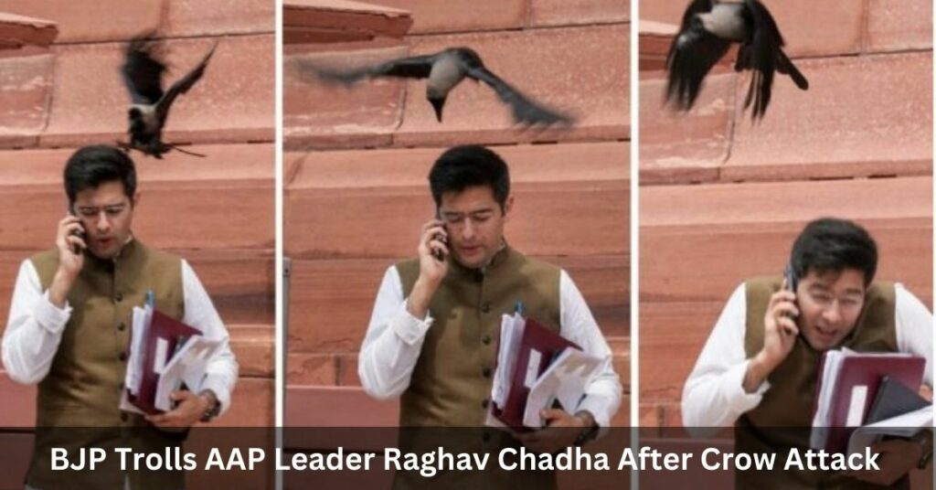 BJP Trolls AAP Leader Raghav Chadha After Crow Attack Picture Goes Viral