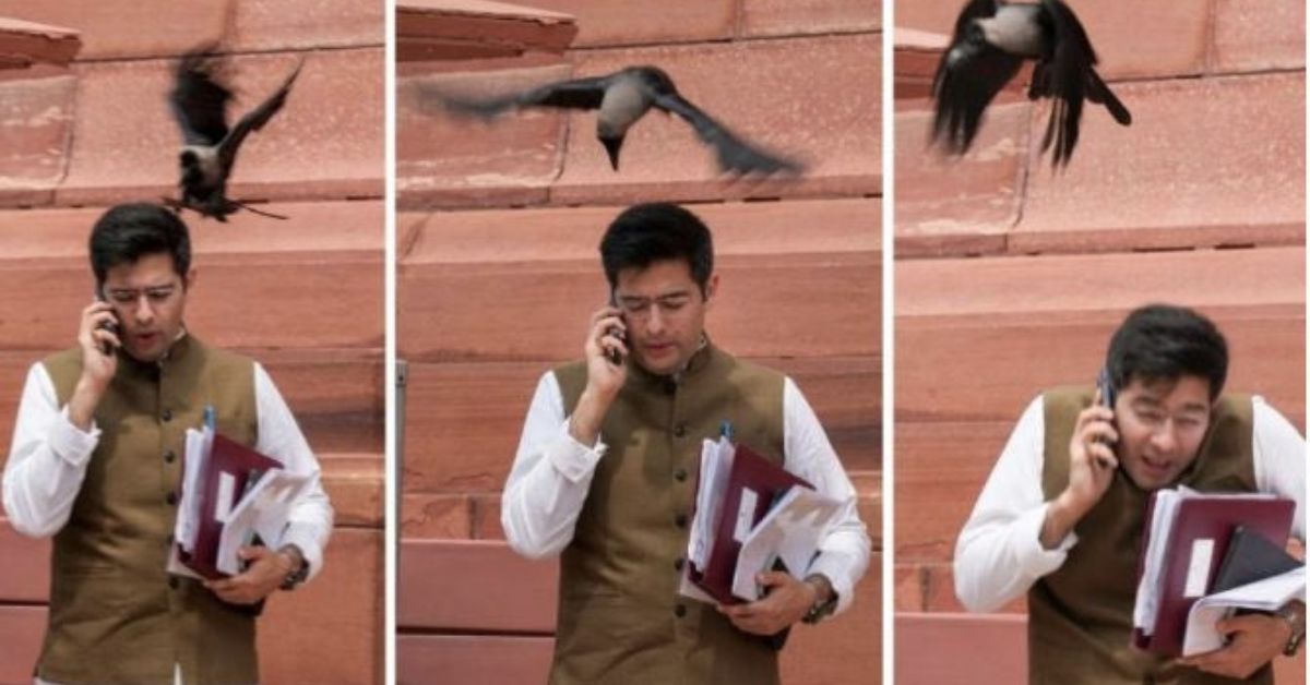 BJP Trolls AAP Leader Raghav Chadha After Crow Attack Picture Goes Viral