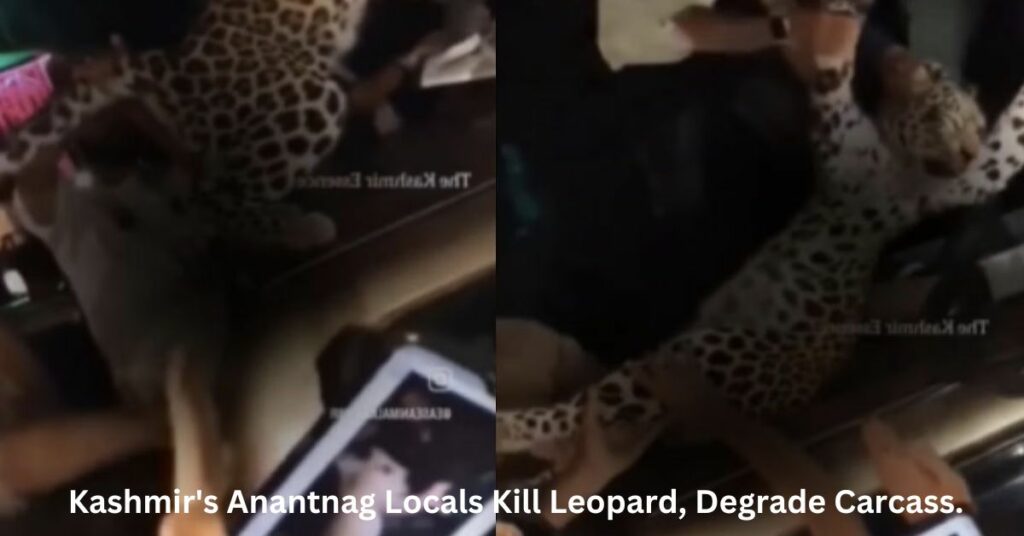 Disturbing Video Kashmir's Anantnag Locals Kill Leopard, Degrade Carcass