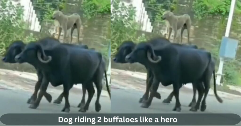 Dog riding 2 buffaloes like a hero