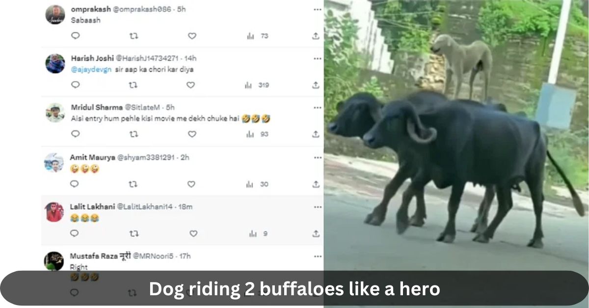 Dog riding 2 buffaloes like a hero