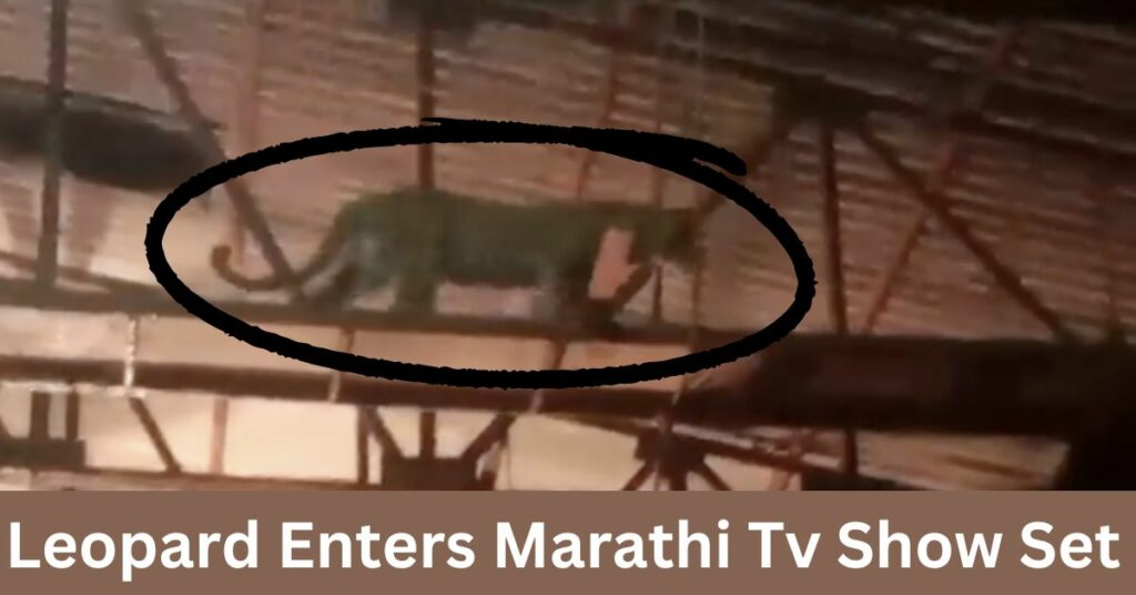 Leopard Enters Marathi Tv Show Set