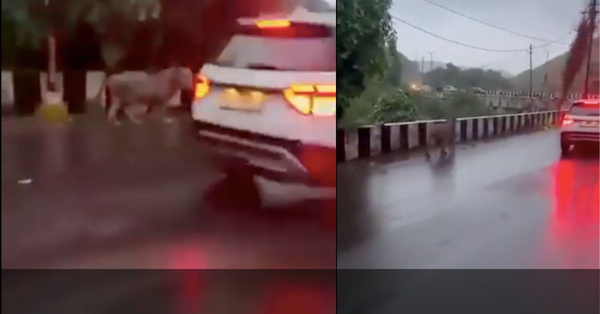 Lion Casually Walks Next To Vehicles To Escape 