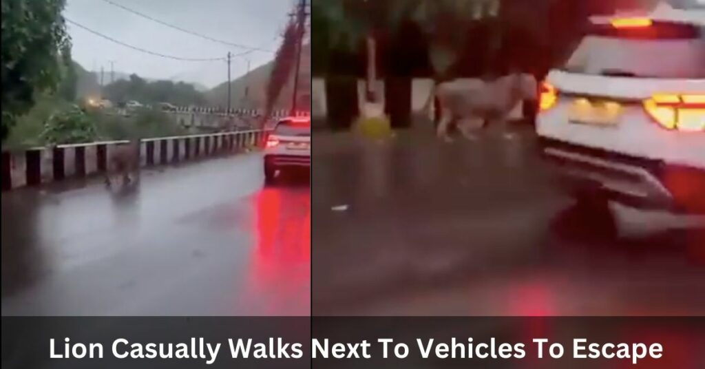 Lion Casually Walks Next To Vehicles To Escape