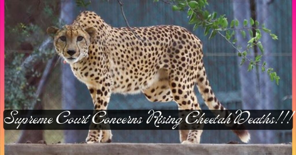 Supreme Court Concern Rising Cheetah Deaths