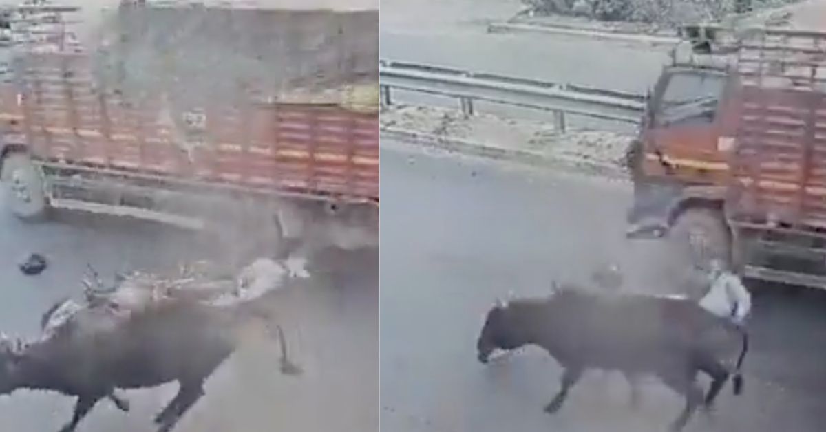 A Truck Killed a Bike Rider Who Fell on the National Highway After Hitting a Stray Animal!! A Truck Killed a Bike Rider Who Fell on the National Highway After Hitting a Stray Animal
