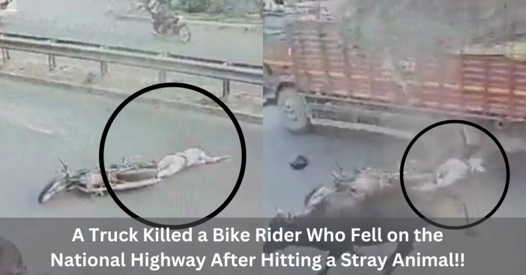 A Truck Killed a Bike Rider Who Fell on the National Highway After Hitting a Stray Animal