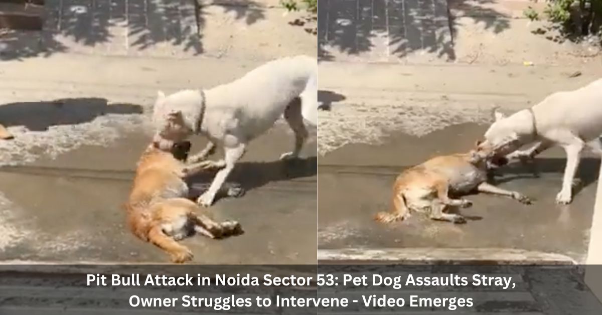 Pit Bull Attack in Noida Sector 53: Pet Dog Assaults Stray, Owner Struggles to Intervene - Video Emerges