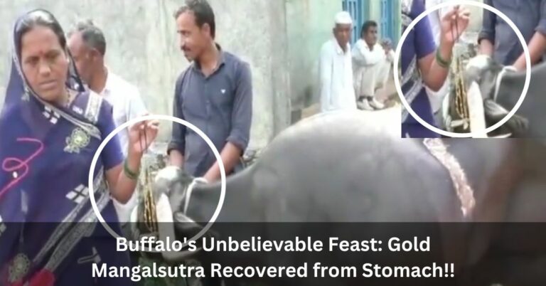 Buffalo’s Unbelievable Feast: Gold Mangalsutra Recovered from Stomach!!