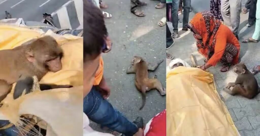 Video of a Monkey That Would Not Leave Its Feeder's Body and Traveled 40 Kilometers to Attend His Funeral in Amroha Has Gone Viral.