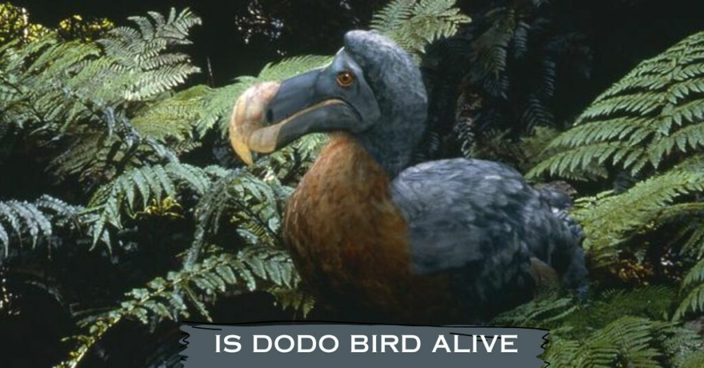 Is Dodo Bird Alive