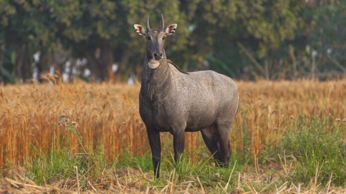 Wild Animal Attacks 10 Lakh Compensation for Wild Animal Attacks